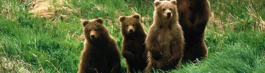 Из-за нашествия медведей в Кировском районе запретили прогулки в детсадах