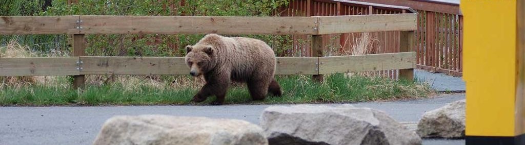 «Китайские» медведи атакуют населенные пункты Приморья