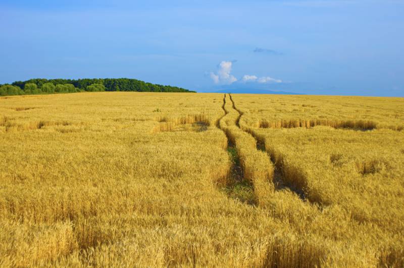 Пшеничное поле, с.Шмаковка